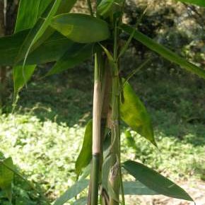 anthurium cultivation in sinhala